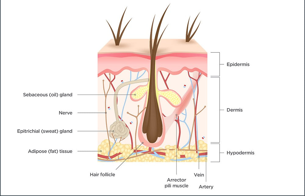 DogAurum Collagen Drops