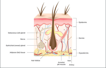 DogAurum Collagen Drops